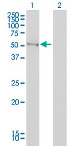 BAIAP2 Monoclonal Antibody (3F3-2D3)