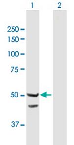 TIMM44 Polyclonal Antibody, MaxPab™