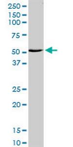 ZNF238 Polyclonal Antibody, MaxPab™
