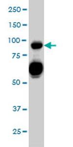 SEMA4D Monoclonal Antibody (3B4)