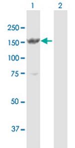 MYBBP1A Polyclonal Antibody, MaxPab™