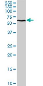 DEAF1 Antibody in Western Blot (WB)