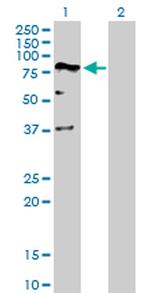 DEAF1 Antibody in Western Blot (WB)