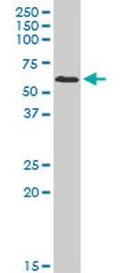 DEAF1 Antibody in Western Blot (WB)