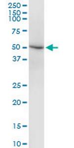 DEAF1 Monoclonal Antibody (3C12)