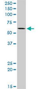 KAT5 Polyclonal Antibody, MaxPab™