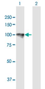 HYOU1 Polyclonal Antibody, MaxPab™