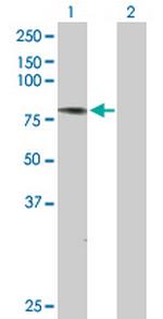 ATG7 Polyclonal Antibody, MaxPab™
