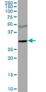 RNASEH2A Polyclonal Antibody, MaxPab™