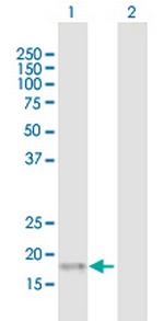 UBD Polyclonal Antibody, MaxPab™