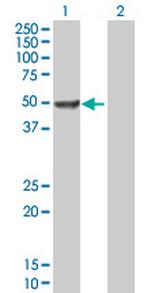 DCTN2 Polyclonal Antibody, MaxPab™
