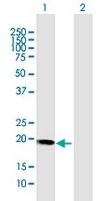 HBXIP Polyclonal Antibody, MaxPab™