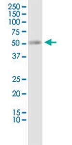 SLC19A2 Monoclonal Antibody (5B10)