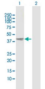 AHSA1 Antibody in Western Blot (WB)