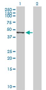 AHSA1 Antibody in Western Blot (WB)