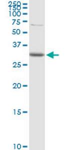 CDC42EP3 Polyclonal Antibody, MaxPab™