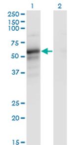 PAIP1 Antibody in Western Blot (WB)