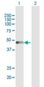 PAICS Polyclonal Antibody, MaxPab™