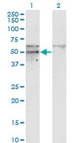 SC65 Monoclonal Antibody (1E12)