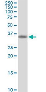 POLR3F Polyclonal Antibody, MaxPab™