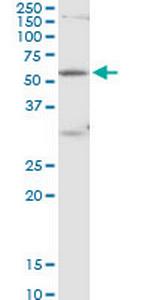 POLR3C Polyclonal Antibody, MaxPab™