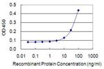 IVNS1ABP Monoclonal Antibody (4B1)