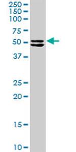 TRIM16 Antibody in Western Blot (WB)