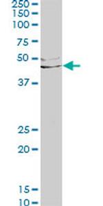 LEFTY1 Antibody in Western Blot (WB)