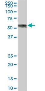 IMP-2 Antibody in Western Blot (WB)