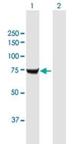 IMP-2 Antibody in Western Blot (WB)