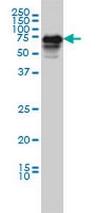 CAMKK2 Monoclonal Antibody (1A11)