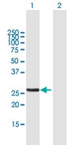 MTX2 Polyclonal Antibody, MaxPab™