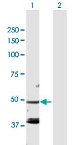 FARS2 Polyclonal Antibody, MaxPab™