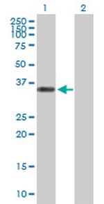 CGRRF1 Polyclonal Antibody, MaxPab™