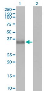 CGREF1 Monoclonal Antibody (2D7)