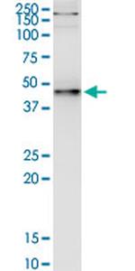 PNMA2 Antibody in Immunoprecipitation (IP)