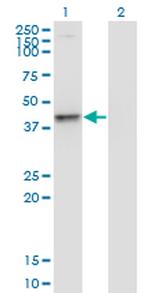 PNMA2 Antibody in Western Blot (WB)