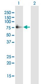 POLD3 Polyclonal Antibody, MaxPab™