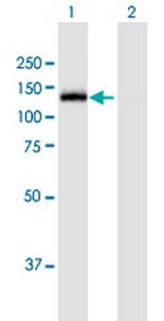 MGEA5 Polyclonal Antibody, MaxPab™