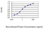 NFAT5 Monoclonal Antibody (1H16)