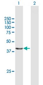 NUDC Polyclonal Antibody, MaxPab™