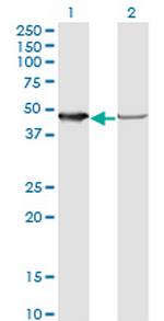 NUDC Monoclonal Antibody (6F12)