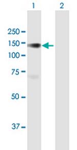 PLK4 Polyclonal Antibody, MaxPab™