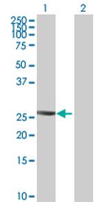PTTG2 Polyclonal Antibody, MaxPab™