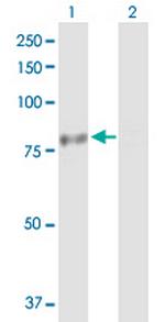 PHTF1 Polyclonal Antibody, MaxPab™