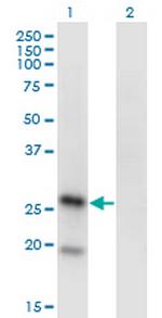 KLRA1 Monoclonal Antibody (1H3)