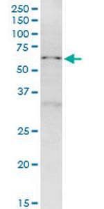 NUP50 Monoclonal Antibody (4H7)