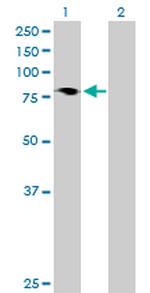 HBS1L Antibody in Western Blot (WB)