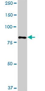 HBS1L Antibody in Western Blot (WB)