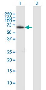 ZMYND11 Polyclonal Antibody, MaxPab™
